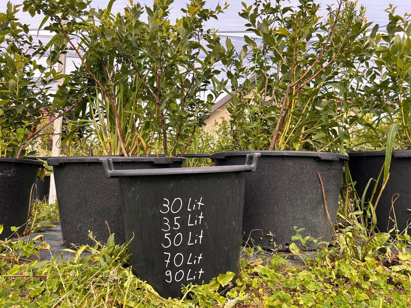 posude borovnice.jpg